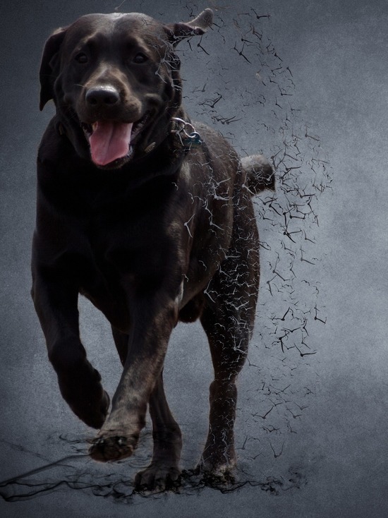 Советы кинолога: что делать, если навстречу вам бежит злая собака