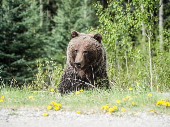 Медведь поел на свалке в Холмском районе