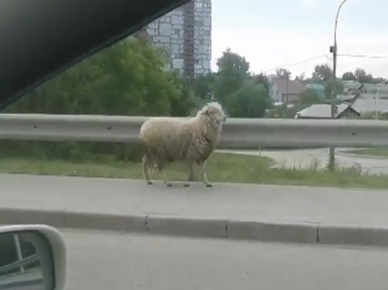 В Новосибирске баран разгуливал по Димитровскому мосту