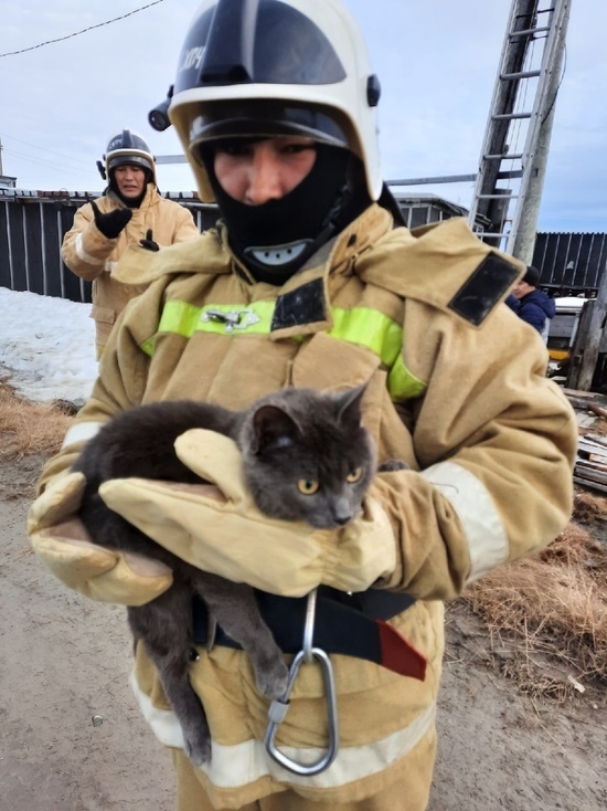 «Крутые герои»: пожарные сняли с высокого столба бездомного кота в Сеяхе