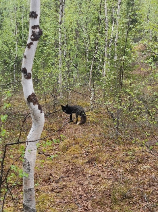 Редкую черную лисицу встретили в лесу жители Салехарда