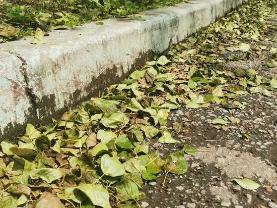 Экологи Хабаровска связывают опадание листвы с тополей с грибковым заболеванием