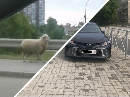 «Хуже барана»: пользователи соцсетей высмеяли паркующихся не по правилам водителей в Новосибирске