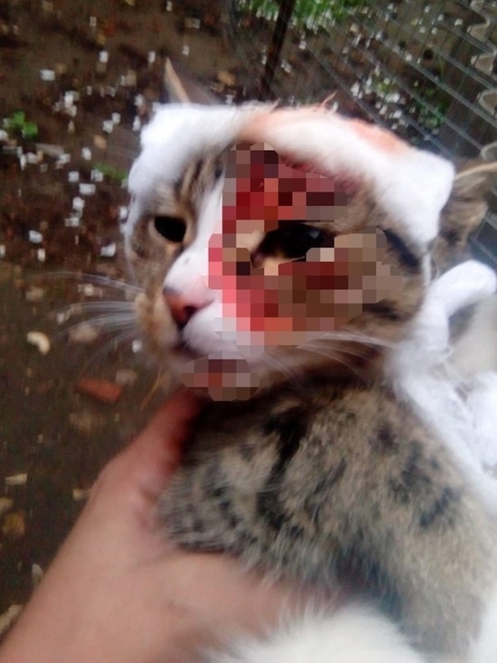 Неизвестные живодёры стреляют в кошек в Тверской области