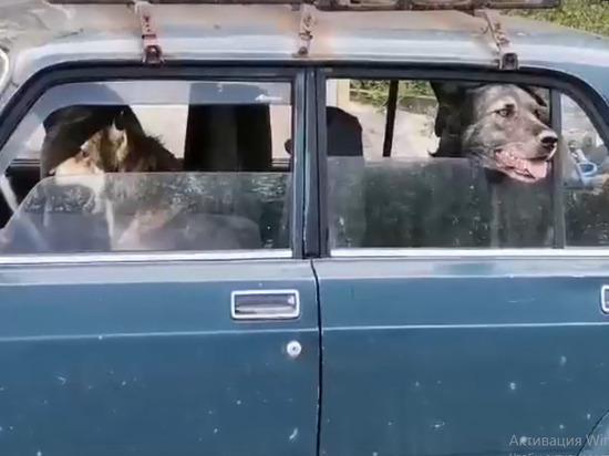 В Рязани засняли собаку-водителя и двух его «пассажиров»