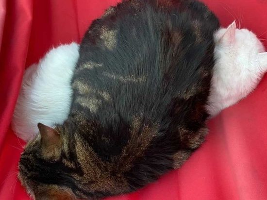 Двух котов бросили умирать в мешке в лесу под Тверью
