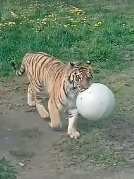 В Ярославском зоопарке хищникам подарили мячики