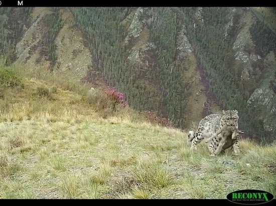 Успешная охота снежного барса попала на видео в Саяно-Шушенском заповеднике