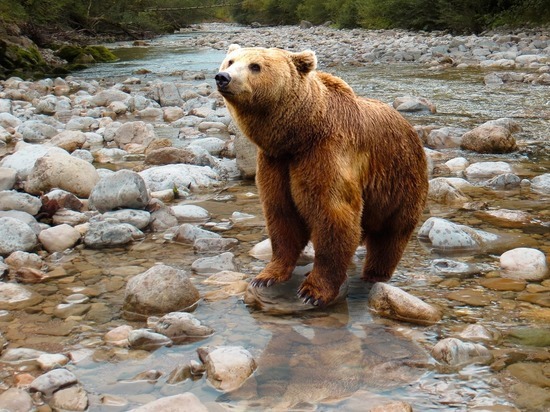 Больше 3,5 тысяч медведей разрешили отстрелять на Колыме