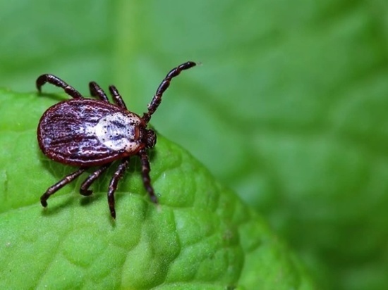 В Хабаровске клещи покусали 157 человек за неделю
