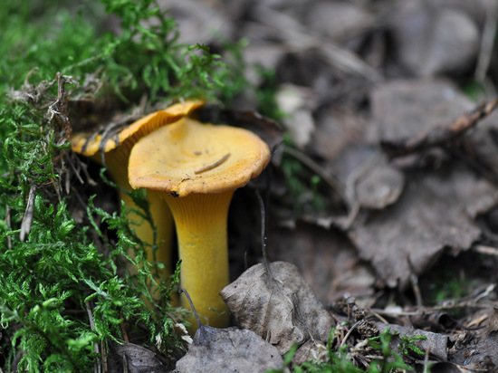 В ярославских лесах появились первые грибы