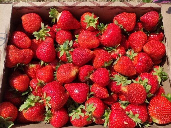  В Бондарском районе фермеры планируют собрать  с  гектара  клубничных плантаций 9 тонн ягод