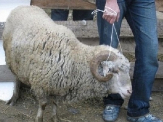 Калмыцкие полицейские нашли украденный скот