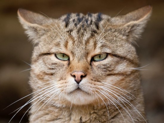 Дорогостоящий кот:  домашний любимец костромской семьи проявил тягу к свободе, но ввел хозяев в расходы