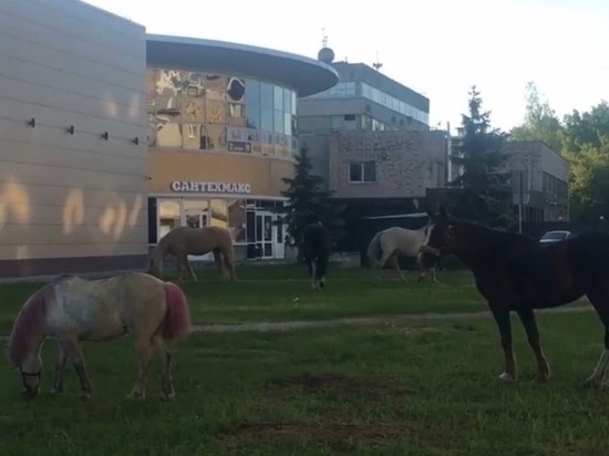 Псковская администрация проверила жалобу на пасущихся в центре города лошадей