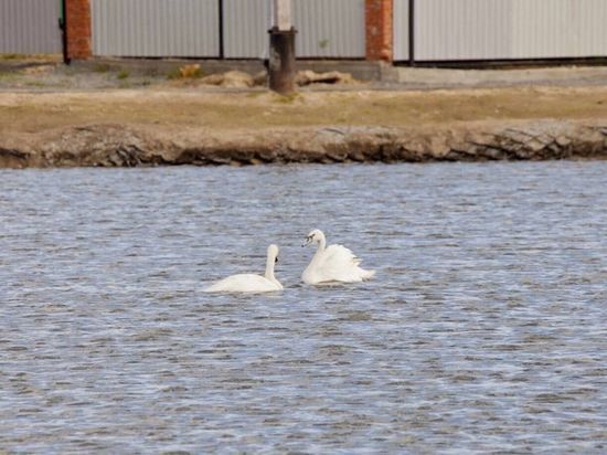 «Священная птица»: двух спасенных лебедей выпустили в озеро Салехарда