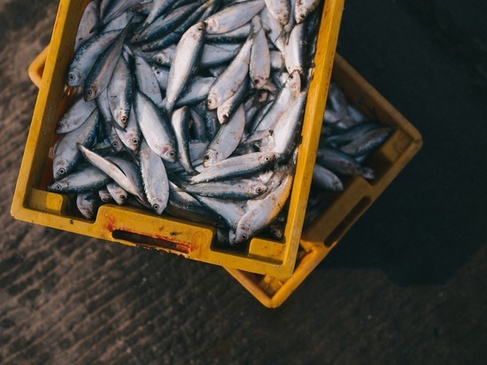 Читинцев предупредили о незаконной продаже рыбы и морепродуктов на улицах города