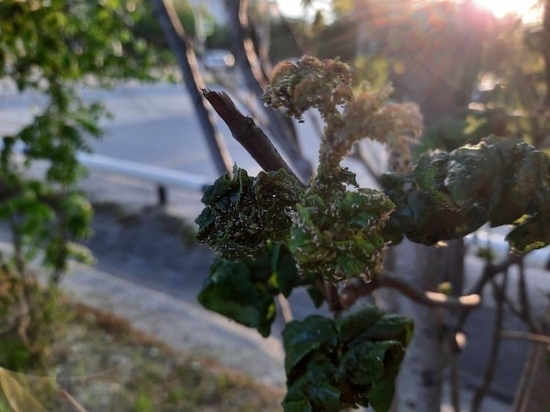 «Деревья гибнут»: насекомые уничтожают рябины в Ноябрьске