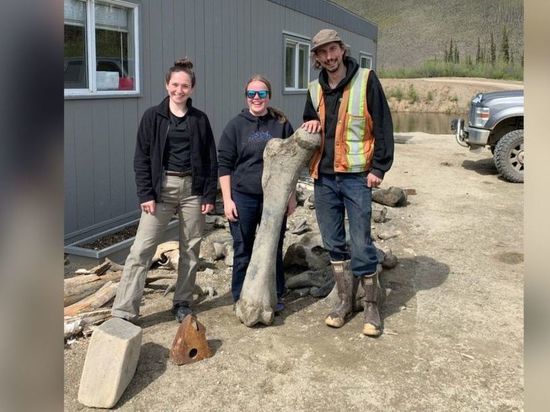 Золотодобытчики обнаружили гигантские скелеты трех шерстистых мамонтов