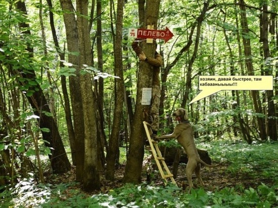 В лесах Волжского района Марий Эл появятся указатели для туристов