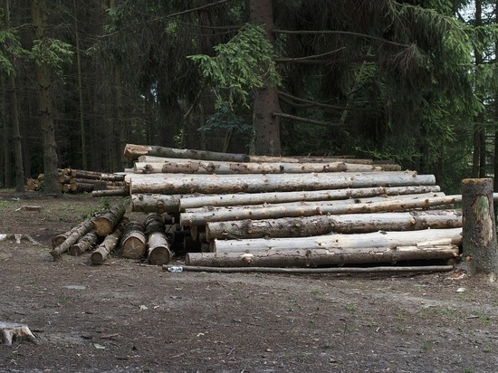 В Марий Эл возбуждено уголовное дело из-за незаконной реализации леса