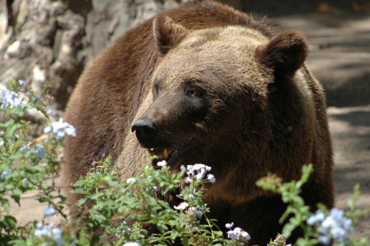 Медведи наркотики видео goo jit zu hydra в москве