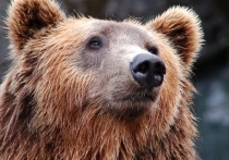 В дачном поселке Первомайский возле Железногорска Красноярского края медведь вышел из леса и попал на видео