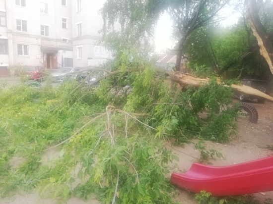В Костроме на улице Галичской дерево рухнуло на детскую песочницу