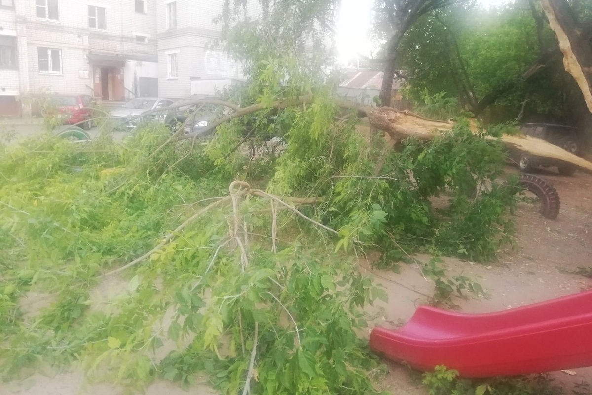 В Костроме на улице Галичской дерево рухнуло на детскую песочницу