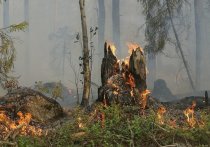 Больше 60 гектаров леса горят в Пуровском районе