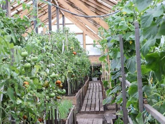 Осужденные колонии в Хакасии едят овощи собственного производства