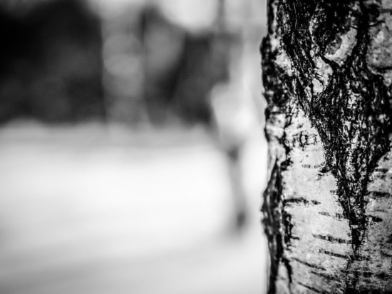 В Оренбуржье бывший директор лесхоза окажется на скамье подсудимых за незаконную рубку 275 деревьев