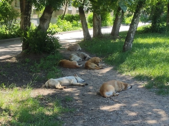 Рязанцы в соцсетях пожаловались на стаю бродячих собак в Горроще
