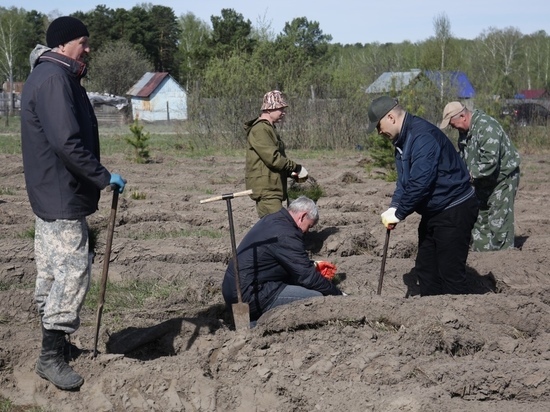 В Новосибирске площадь лесов за 10 лет увеличилась на 173 гектара - МК Новосибирск