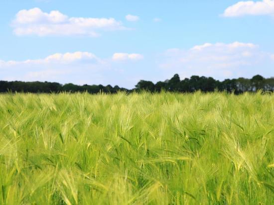16 тысяч гектаров в Псковской области засадили зерном