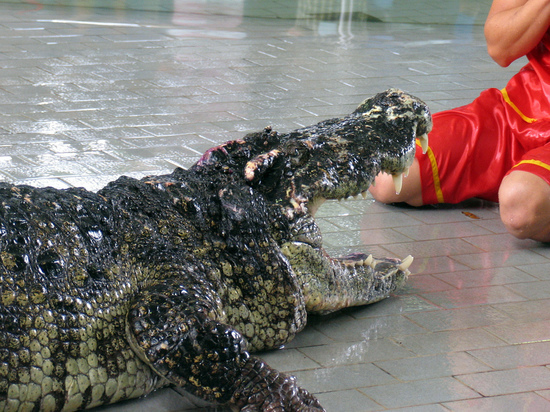 В Ялте затопило крокодиляриум