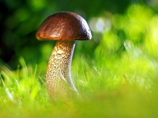 Власти Томской области напомнили о необходимости платить налог за сбор грибов