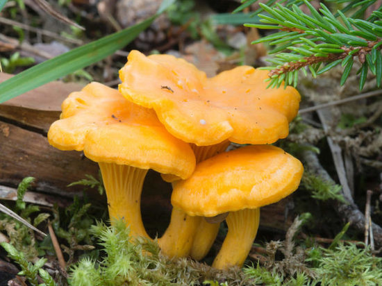 В костромских лесах пошли грибы-лисички