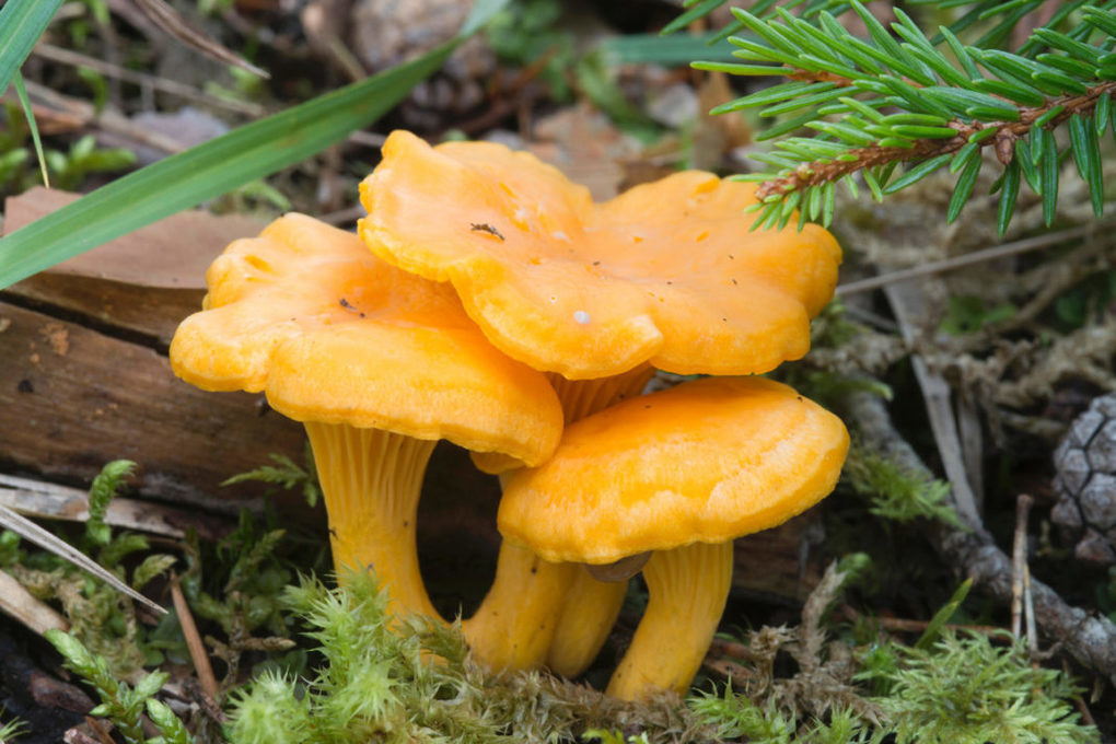 В костромских лесах пошли грибы-лисички