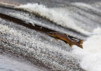 Нерест рыбы-горбуши в норвежских территориальных водах грозит уничтожить популяцию лосося, сообщает норвежский портал NRK