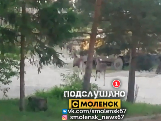В гости к жителям Смоленска пришли лоси, но их спугнула собака
