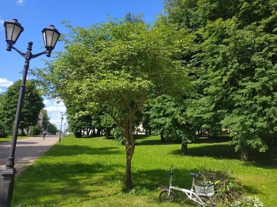 Новгородская мэрия ищет нового директора городских парков