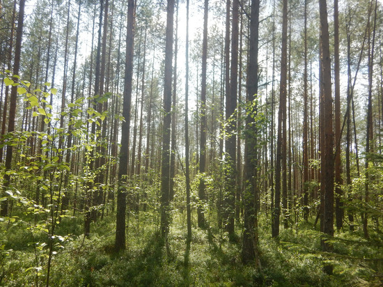 Министерство лесного хозяйства Кировской области проиграло суд