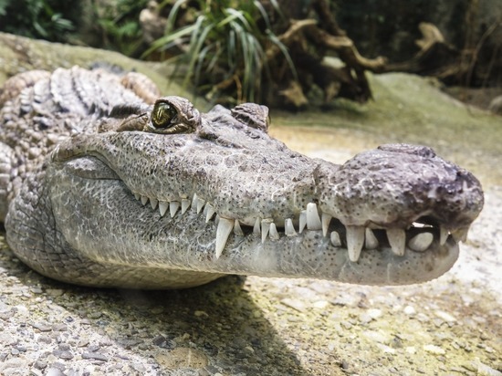 Крокодил напал на ребенка в отельной зоне популярного курорта