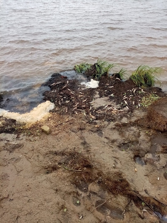 Депутат Госдумы намерен выяснить причины гибели рыбы в озере Ноябрьска