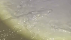Сбежавших во время наводнения ялтинских крокодилов ловили руками: видео
