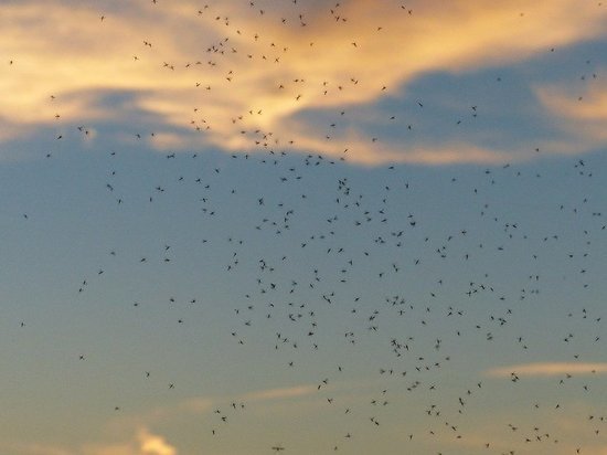 Новосибирцев атакуют комары и мошки: специалисты рассказали, когда ждать пика