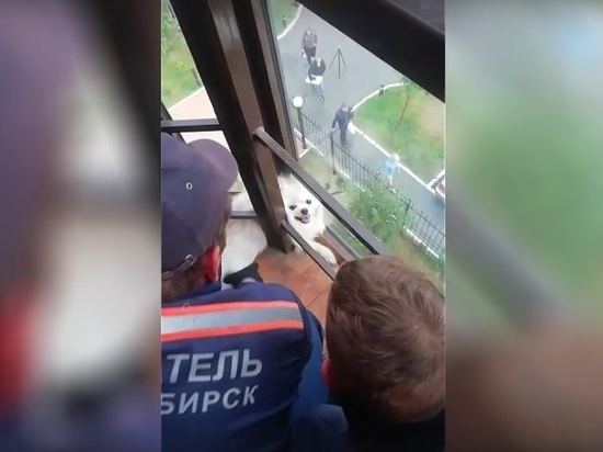 Спасатели освободили застрявшего на балконе шпица в Новосибирске