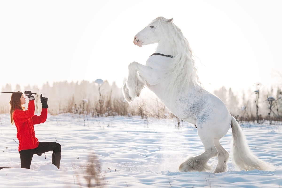 Слово из 5 букв начинается на коне. Рязанский конный клуб. Конь в Рязани. Бесконечная история лошадь. Фотосессия с лошадью ТИНКЕРОМ В Железноводске.