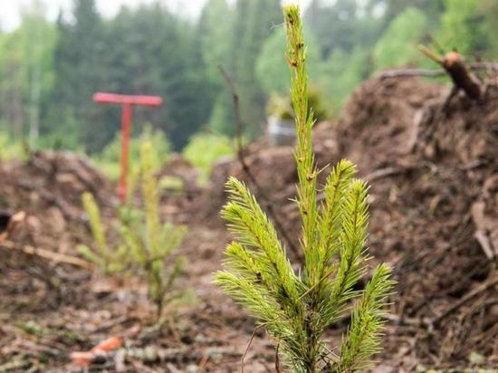 Под Рязанью выявили нарушения законодательства в части восстановления лесов